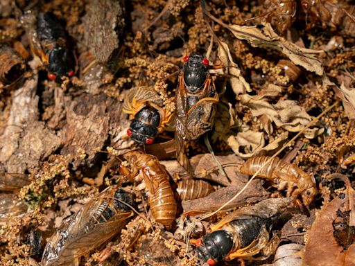 When will cicadas go away? Depends where you live, but some have already started to die off