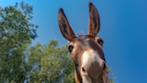 Donkey’s Sweet Reaction to Getting a New Ball Is a Breath of Fresh Air