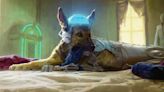 Fallout's Magic: The Gathering set looks incredible, but honestly I'm just here for the new Dogmeat and Rex the Cyber-Hound art