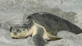 Rare Kemp Ridley sea turtle spotted nesting in St. Augustine Beach