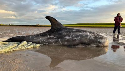 Members of the public help save stranded dolphins in Orkney