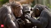 Are Chimpanzees speaking English? New study reveals surprising findings from old footage - The Economic Times