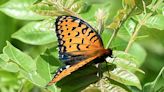 Missouri Prairie Foundation offers hike May 28, 13th annual Prairie BioBlitz June 1-2