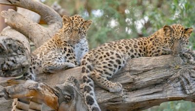 CMZoo celebrates birthday of endangered leopards