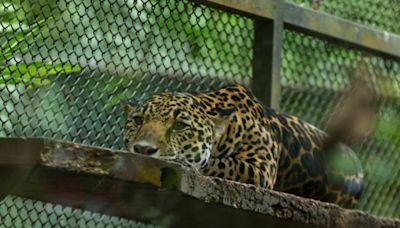 Padre e hijo viajaron desde Limón para despedirse del zoológico Simón Bolívar