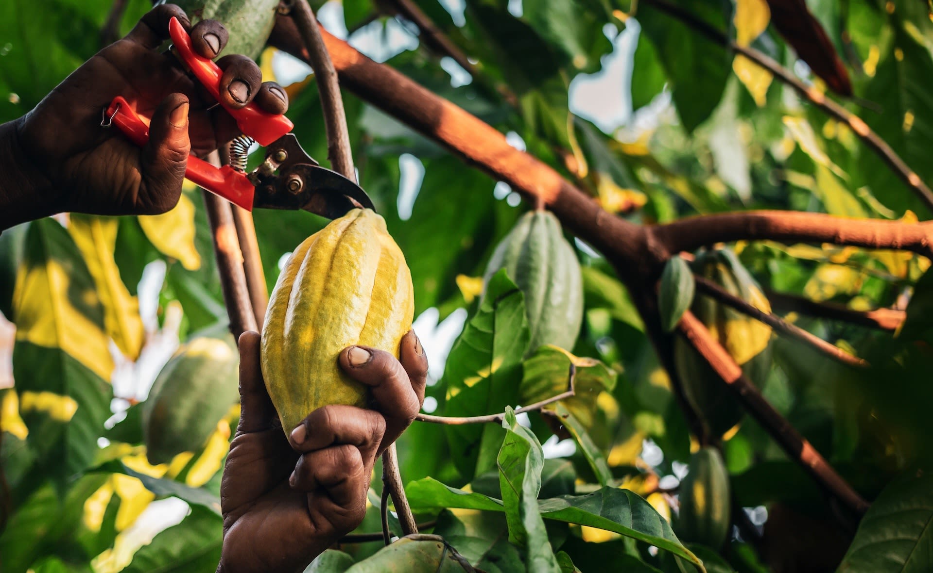 Researchers make breakthrough that could completely change the way we make chocolate: 'To improve the entire cocoa value chain'