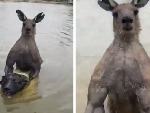 Viral video: Man fights off 'absolutely jacked' kangaroo trying to drown his pet dog in river