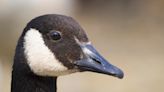 Changes coming to Pennsylvania goose hunting season