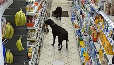Pair of cheeky labradors steal bread from Herefordshire petrol station