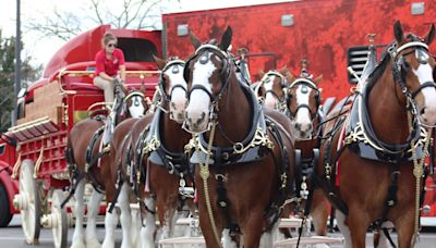 World-famous Budweiser Clydesdales touring Green Bay