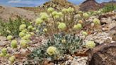 US advances review of Nevada lithium mine amid concerns over endangered wildflower