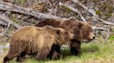 Man Survives Attack By 2 Grizzly Bears At National Park | iHeart