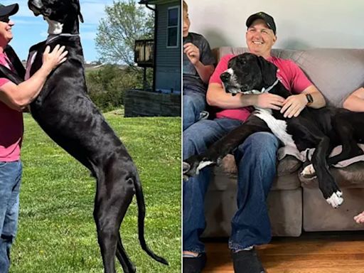 World's Tallest Male Dog And 'Best Giant Boy' Dies Just Days After Setting Record