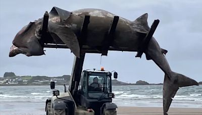 24-Foot Shark Washes Ashore in UK, Forklift Removes Carcass