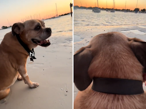 Dog walks over to girls at the beach, what happens next has them "crying"