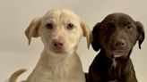 Veterinarians push importance of parvo vaccine as several puppies die in Tucson area