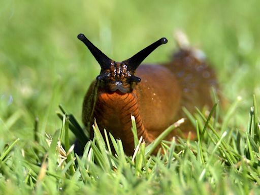 Gardening tip will send slugs packing using £5 items you probably already own