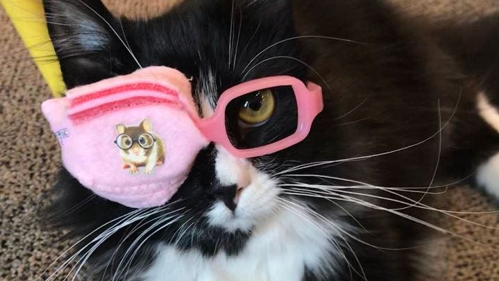 'Truffles is just like me:' How a Pennsylvania cat makes kids feel proud to wear glasses