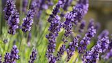 How to Grow Lavender from Seeds For Lovely and Fragrant Plants