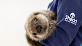 'Alone and malnourished': Orphaned sea otter gets a new home at Chicago's Shedd Aquarium