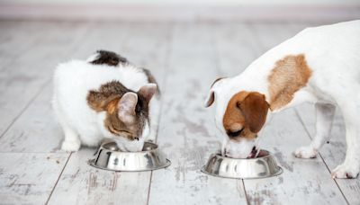 Wash your pet's food and water bowls to prevent salmonella