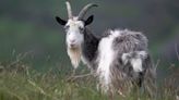 Ancient wild goat added to rare breeds watchlist to support conservation