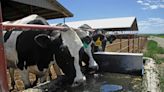 Four states to begin voluntary testing for bird flu in dairy farm milk tanks