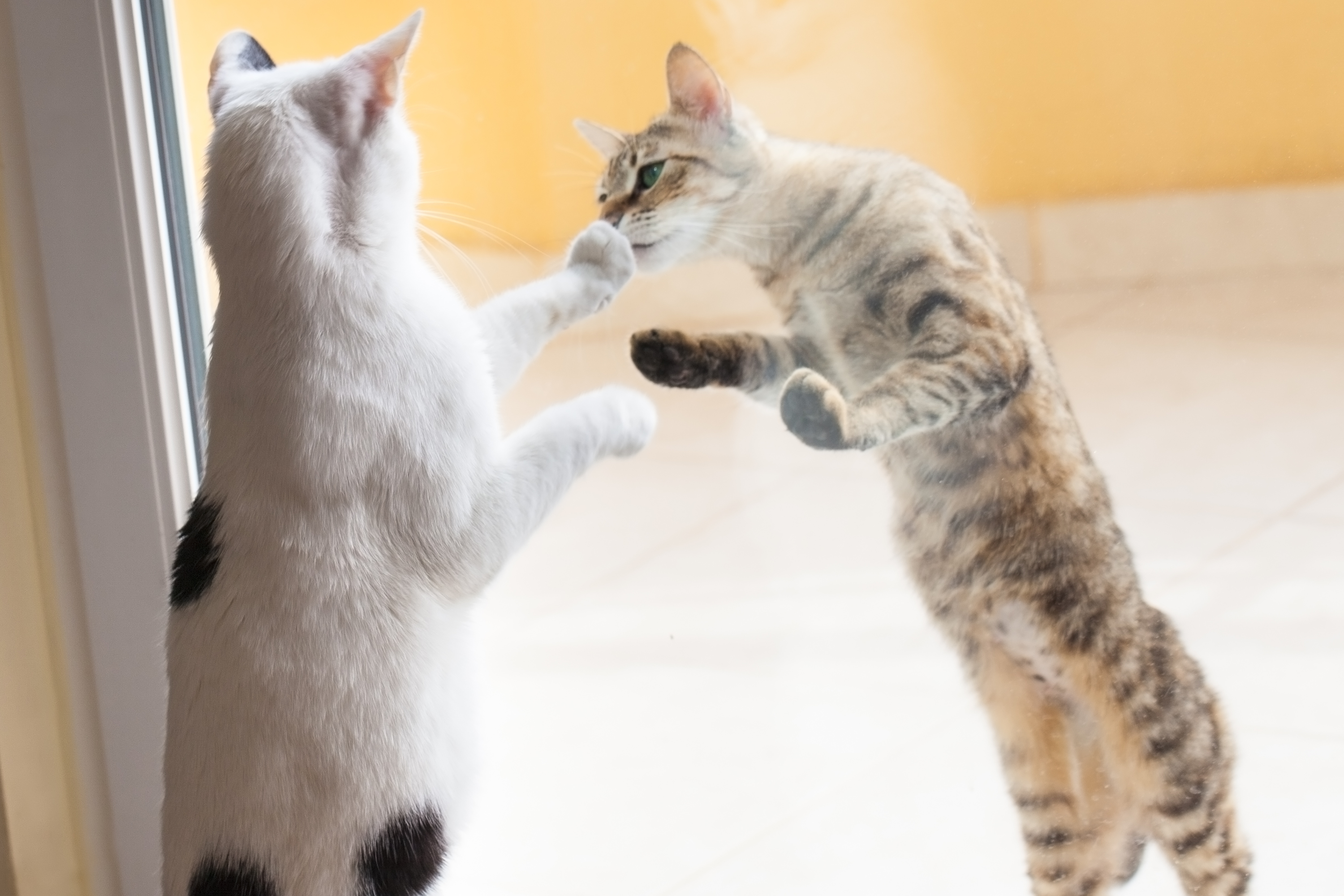 Indoor cat meets stray for the first time and it's love at first sight