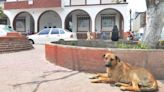 Maltrato y abandono de perros persiste; hay que crear conciencia