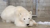 Why young polar bear was ‘removed from the wild’ in Alaska