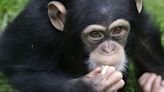 Abducted Orphan Chimps Held For Ransom In Horrifying Scene