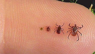 ‘Remove it really quickly’: Orangeville among communities expected to see more ticks this season