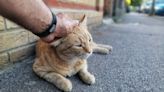 Calling ‘here puss’ to a cat in the street may become a criminal offence