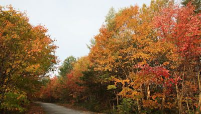 2024 fall foliage predictions: These maps show when to see peak fall colors in New England