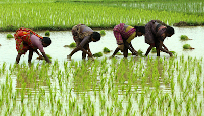 Kharif sowing up 2.2% paddy at year-ago level