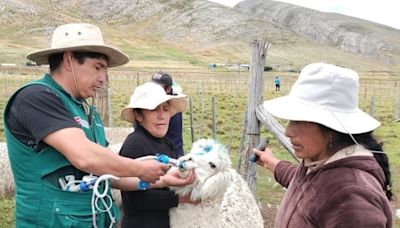 Junín: entregan 1,240 kits veterinarios para proteger a alpacas y ovinos ante las heladas