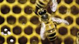 Vermont governor vetoes bill to restrict pesticide that is toxic to bees, saying it's anti-farmer