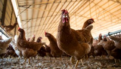 Bird flu detected in San Francisco wastewater and chickens