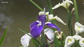 Sumter's Iris Festival blooms with 20,000-30,000 visitors expected