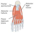 Plantar fascia