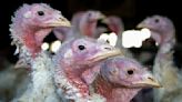 Opinion: This Thanksgiving, don't eat turkeys. Try honoring them instead