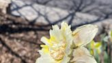 Garden Help Desk: Correct care after blooming assures beautiful daffodils next year