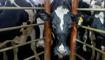 New fair safeguards will protect livestock, public health