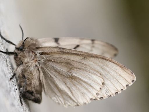 Ni son las polillas que conocemos, ni es una plaga: un experto explica cuándo terminará la invasión de insectos que afecta a Madrid