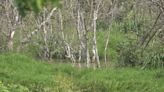 10Listens: Corryton property owners blame beavers for damage to their property