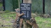 London Zoo ‘financially impossible to sustain’ without lease extension, MPs warn