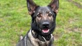 Police dog dies following water search for suspect at country park