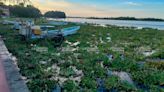 Pescadores de Cazones enfrentan problemas debido al arribo de toneladas de lirio acuático.