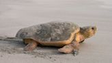 Sea Turtle Nest Discovered on Mississippi Beach for the First Time Since 2018: 'A Good Sign'