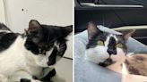 Woman worried cat has "fatal" disease still can't believe vet's diagnosis